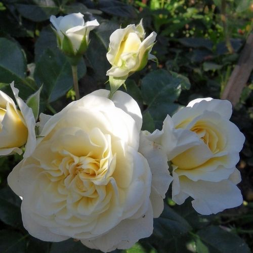 Rosa Lady Romantica® - fehér - Angolrózsa virágú- magastörzsű rózsafa- bokros koronaforma